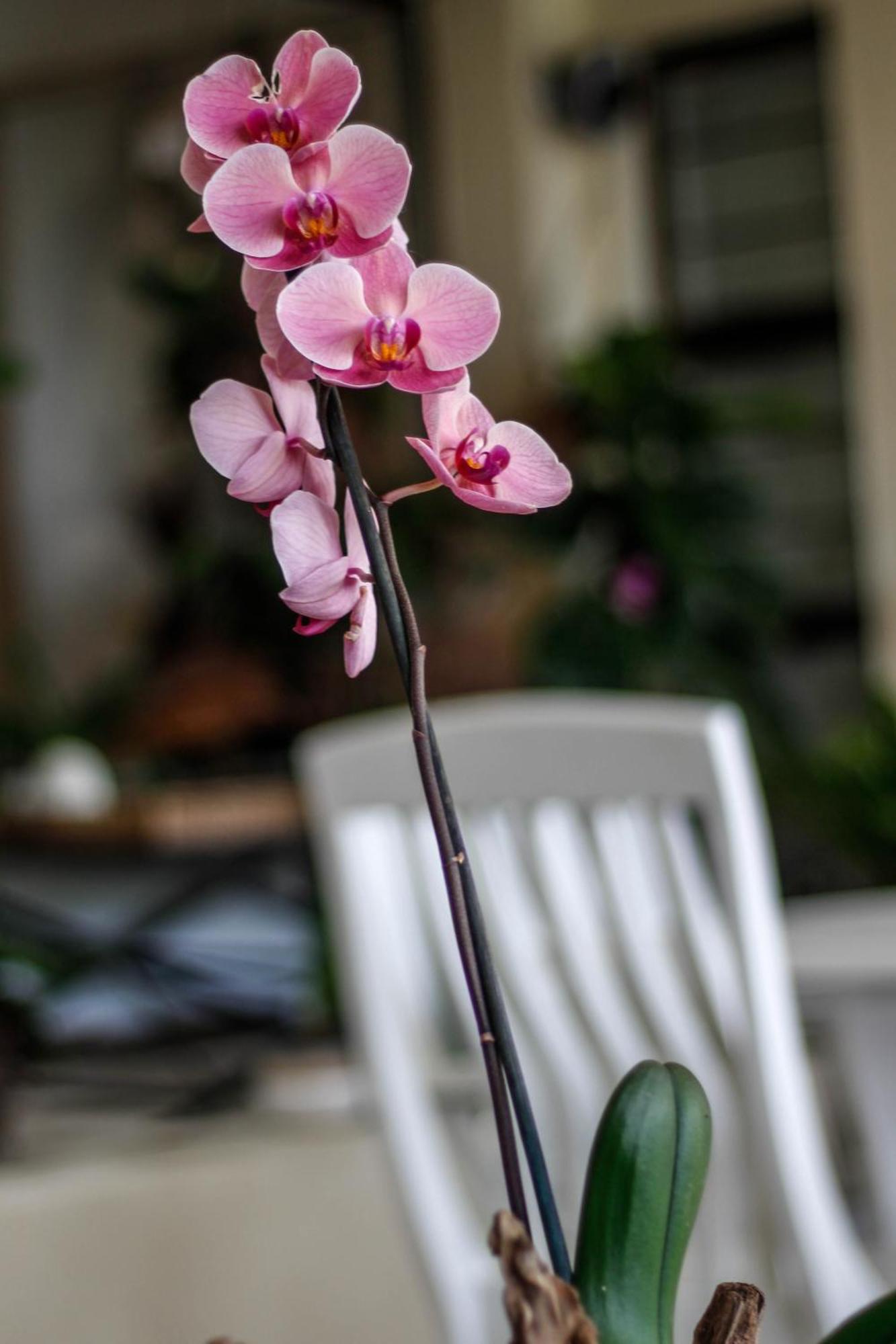 La Dolce Vita Umhlanga Guesthouse 德班 外观 照片